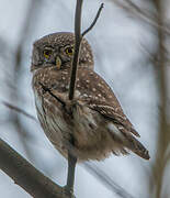 Eurasian Pygmy Owl