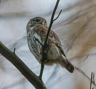 Eurasian Pygmy Owl