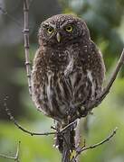 Andean Pygmy Owl