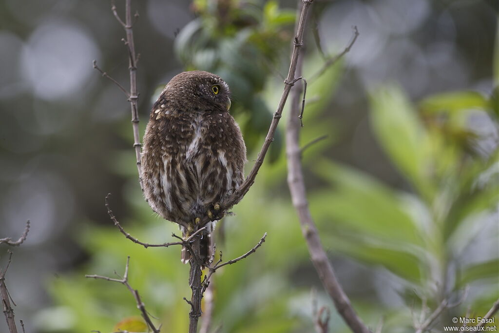 Andean Pygmy Owlimmature