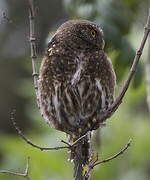 Andean Pygmy Owl