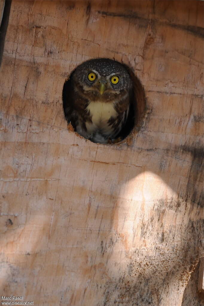 Guatemalan Pygmy Owladult breeding, identification, Reproduction-nesting