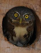 Guatemalan Pygmy Owl