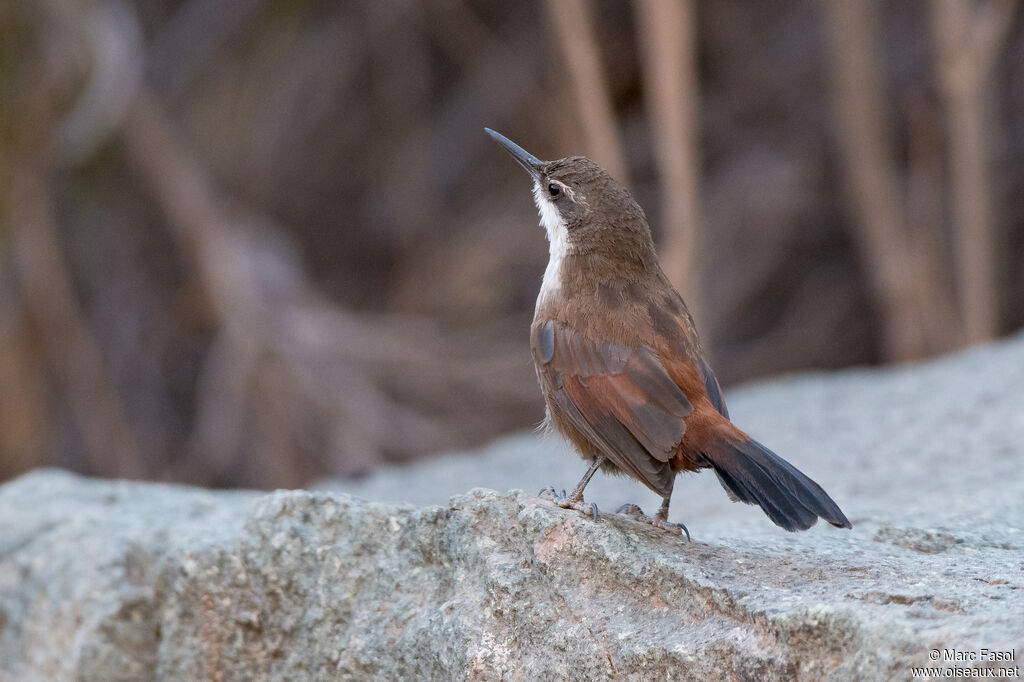 Crag Chiliaadult, identification