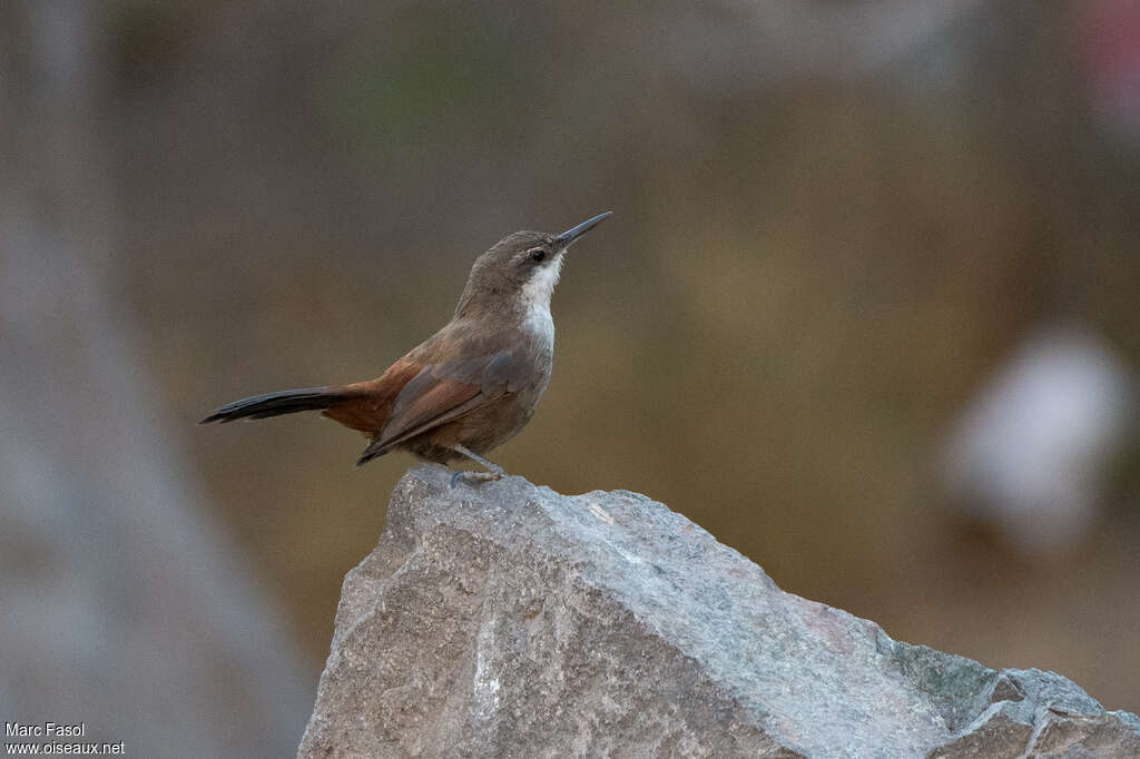 Chilia des rochersadulte, identification