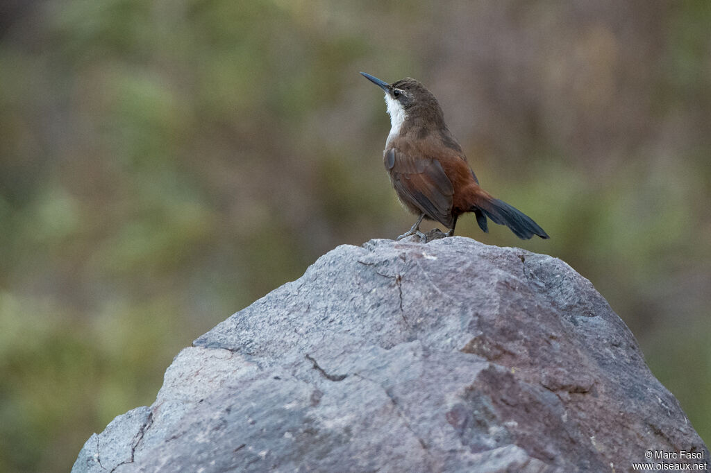 Chilia des rochersadulte, identification