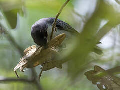 Black-capped Warbling Finch