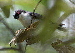 Black-capped Warbling Finch