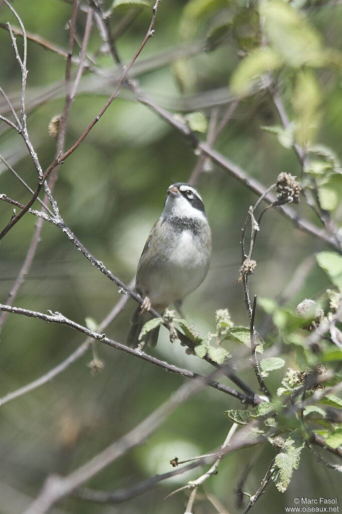 Collared Warbling Finch male adult breeding, identification