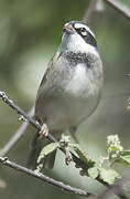 Collared Warbling Finch