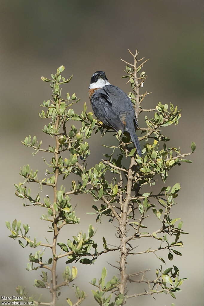 Chestnut-breasted Mountain Finchadult, identification, pigmentation