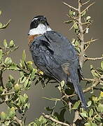 Chestnut-breasted Mountain Finch