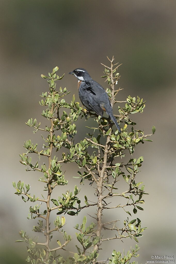 Chestnut-breasted Mountain Finchadult