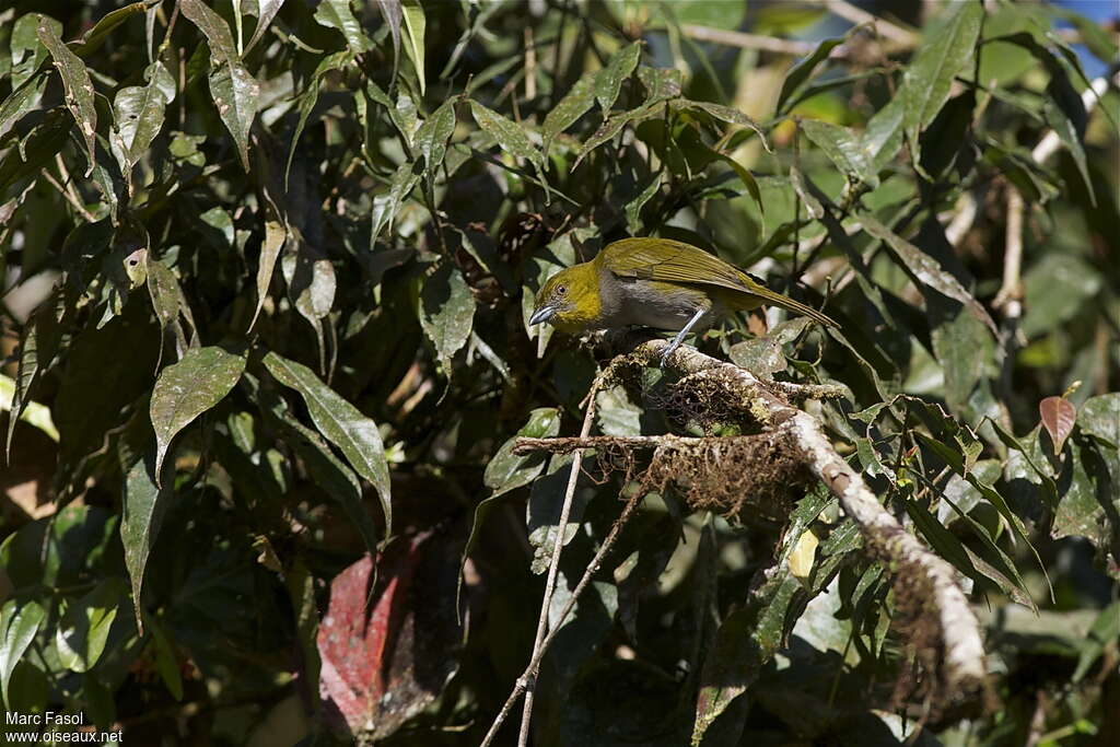 Chlorospin à gorge jaune adulte, habitat, pigmentation