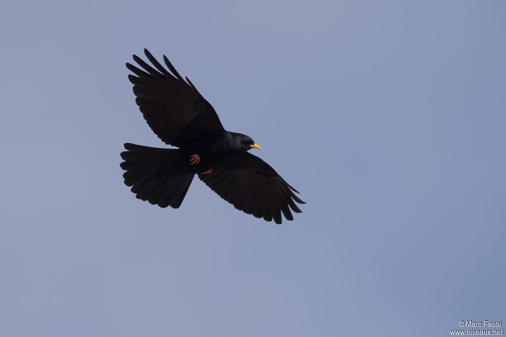 Alpine Choughadult, Flight