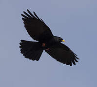 Alpine Chough