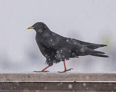 Alpine Chough