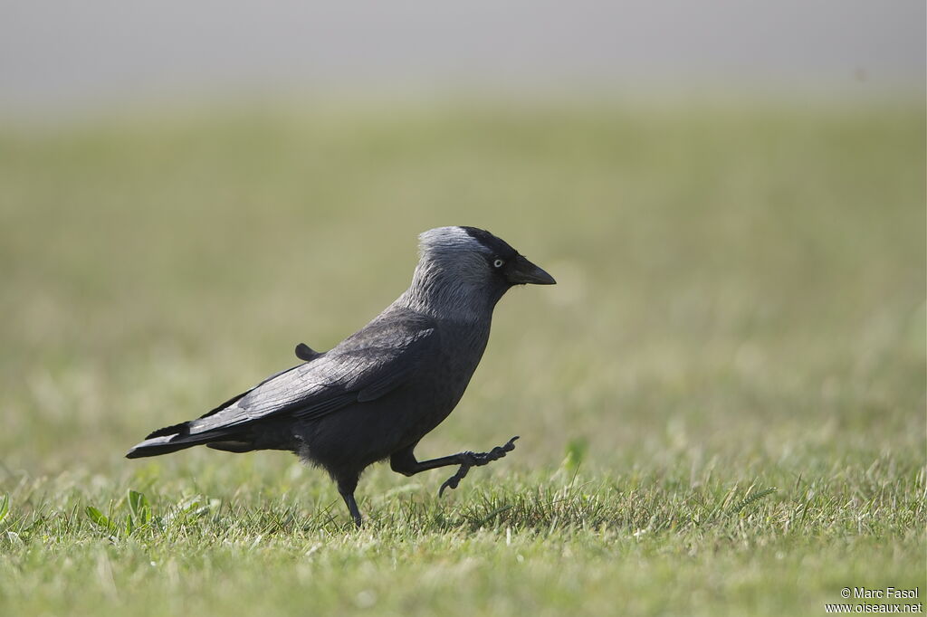 Western Jackdaw