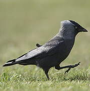 Western Jackdaw