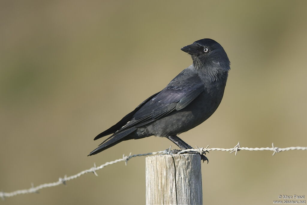 Western Jackdawadult, identification