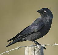 Western Jackdaw