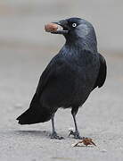 Western Jackdaw