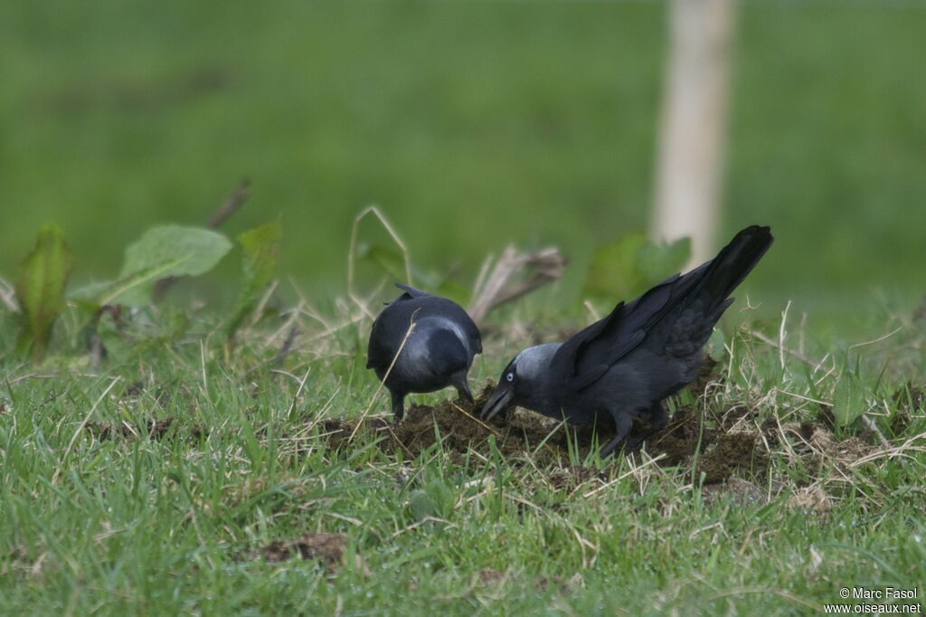 Western Jackdaw , identification, feeding habits, Behaviour