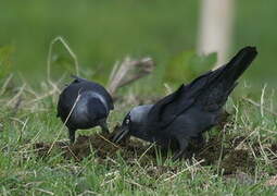 Western Jackdaw