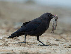 Western Jackdaw