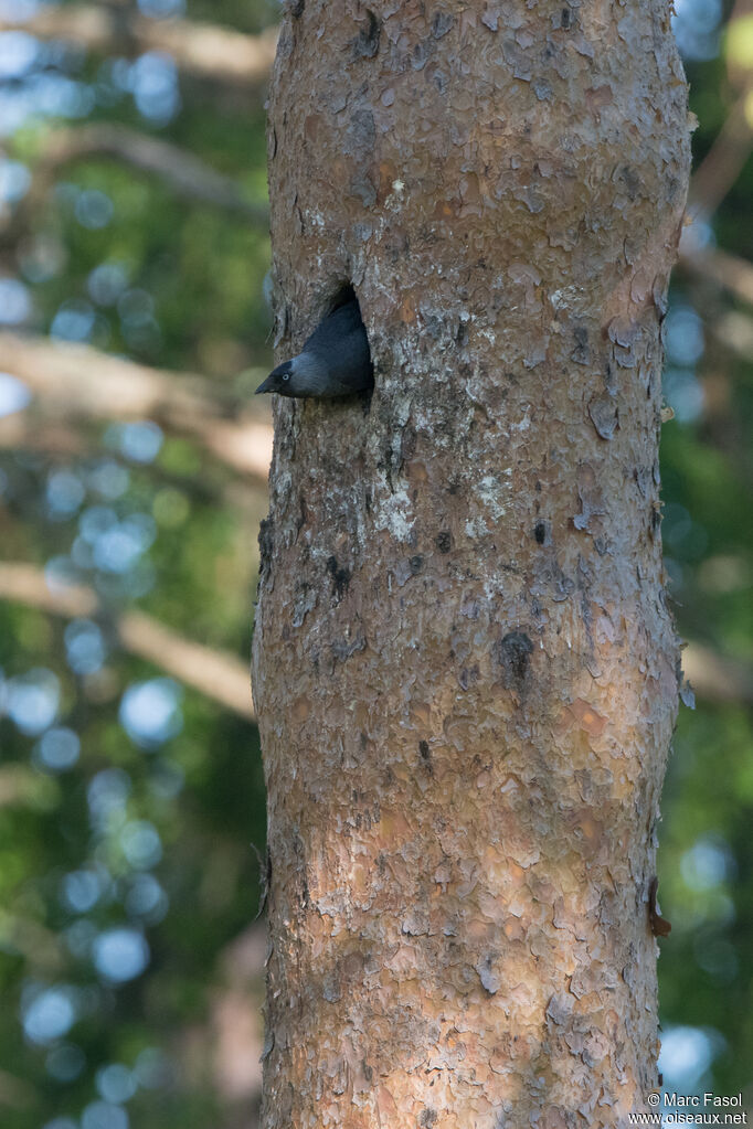 Choucas des toursadulte nuptial, identification, Nidification