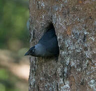 Western Jackdaw