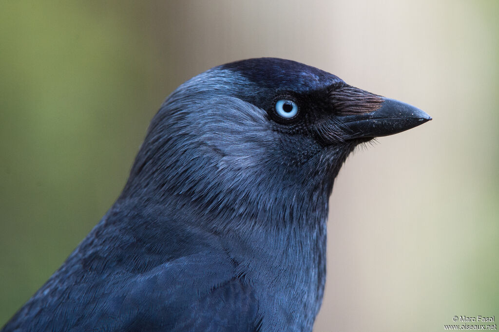 Western Jackdawadult breeding, close-up portrait