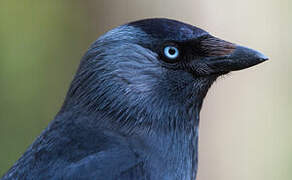 Western Jackdaw