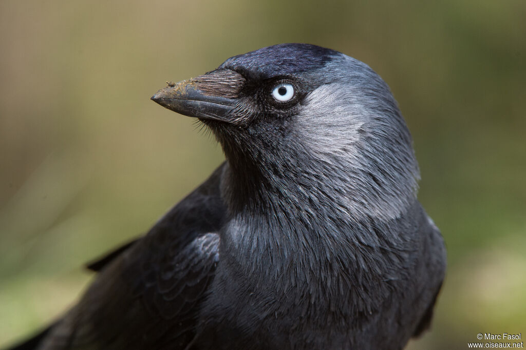 Western Jackdawadult breeding, close-up portrait