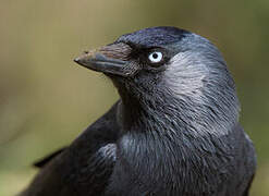 Western Jackdaw