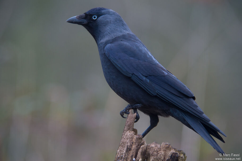 Western Jackdawadult, identification