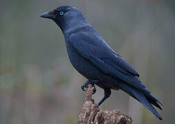 Western Jackdaw