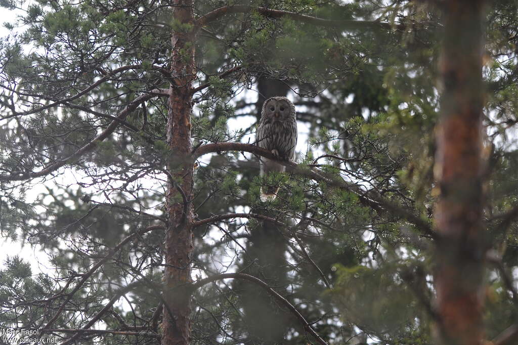 Chouette de l'Ouraladulte, habitat, camouflage