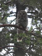 Ural Owl