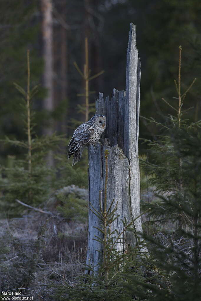 Ural Owl male adult, habitat, Reproduction-nesting