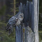 Ural Owl