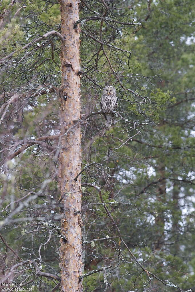 Ural Owl male adult, habitat, pigmentation, Behaviour