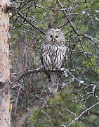 Ural Owl