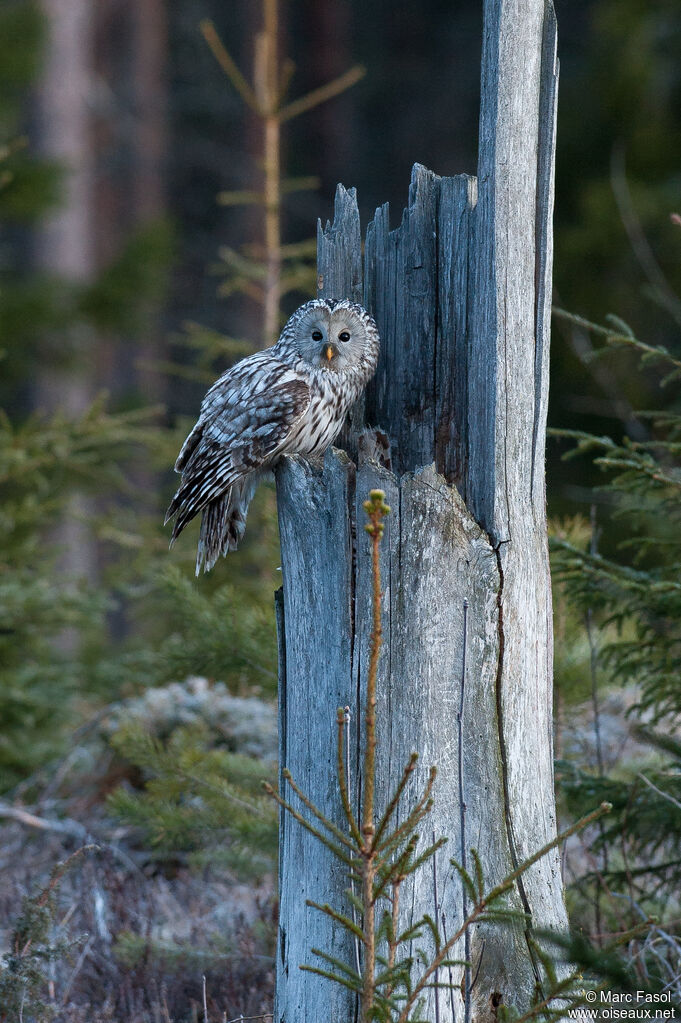 Ural Owladult breeding, Reproduction-nesting