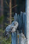 Ural Owl