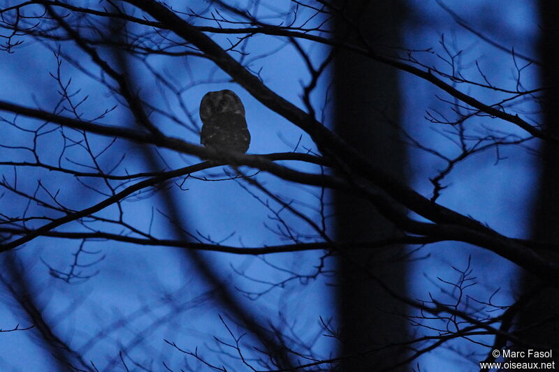 Boreal Owl male adult breeding