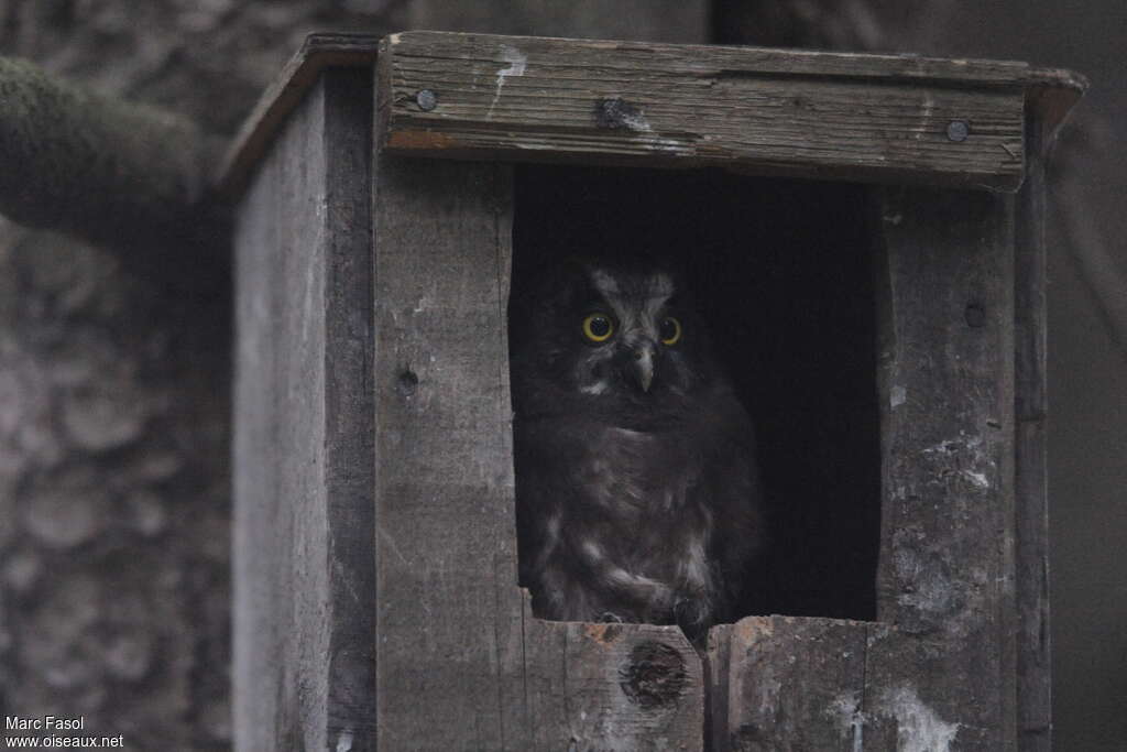 Boreal Owljuvenile, identification, Reproduction-nesting