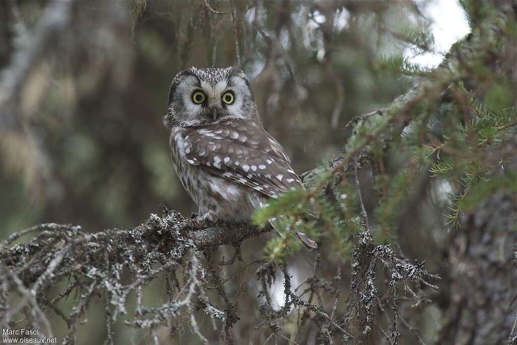 Boreal Owladult, identification