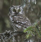 Boreal Owl