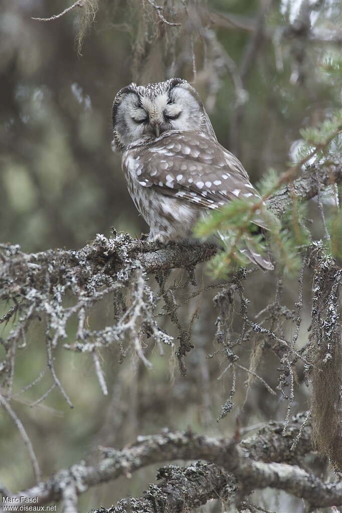 Boreal Owladult, pigmentation, Behaviour